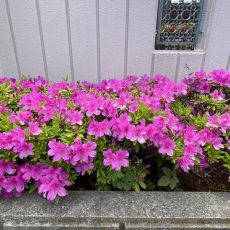 IMG_6589